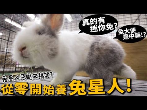 兔子飼養空間|兔子飼養：5大必需品